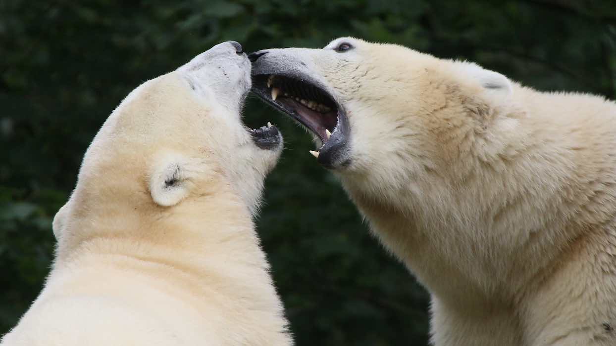 Affamés, les ours blancs s&rsquo;entredévorent en Russie