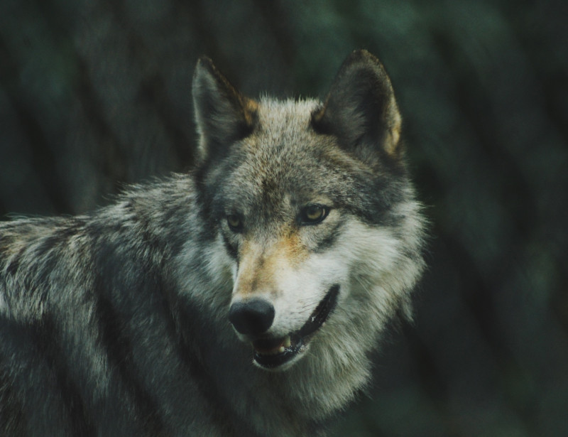 Favoriser le retour des animaux sauvages en pleine nature, un combat de tous les jours