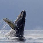 Feel-good.Le silence de l&rsquo;océan provoqué par le confinement est une aubaine pour les baleines