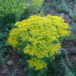 Extraire des métaux avec des plantes : l’agromine