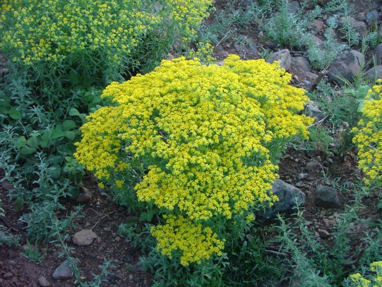Extraire des métaux avec des plantes : l’agromine