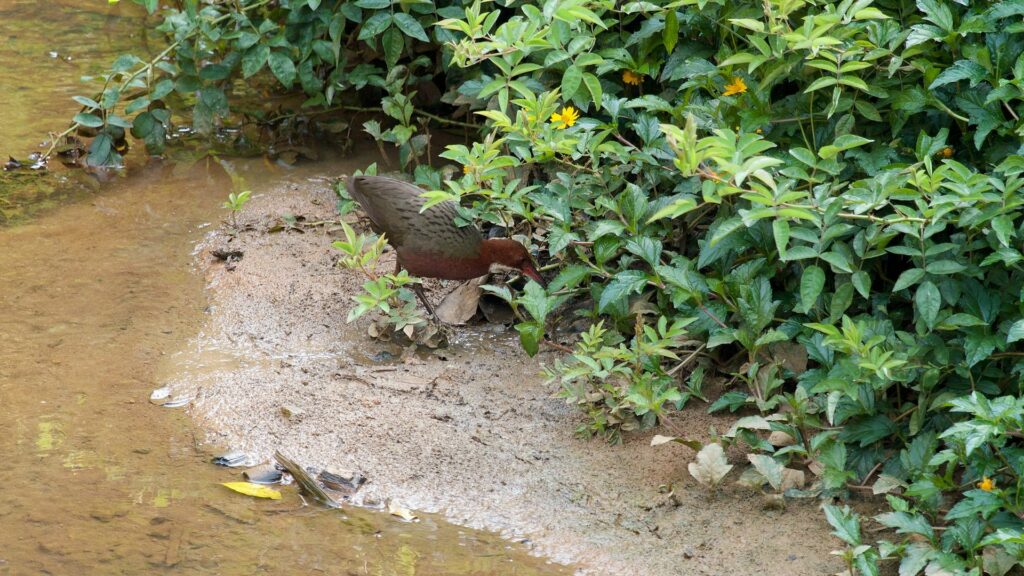 Comment cette espèce d’oiseau a pu renaître des milliers d’années après son extinction