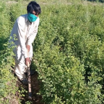 Le Pakistan plante 10 milliards d’arbres en employant des travailleurs licenciés pendant le confinement