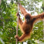 Le WWF se sert de l’IA pour sauver les orangs-outans en Indonésie