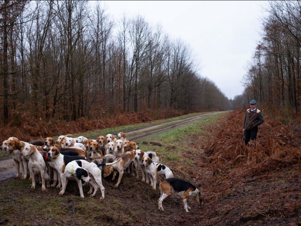 Un projet de référendum pour les animaux voit le jour