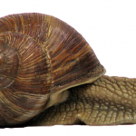 Opinion | Les dangers de l’économie de la décroissance