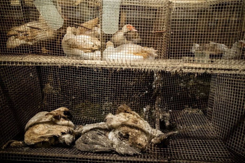 Souffrance animale : l’association L214 dénonce  » l&rsquo;horreur  » dans un élevage de canards du Pays basque