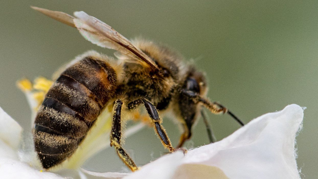 Des bulles de savon pollinisatrices : une alternative aux abeilles en voie d&rsquo;extinction ?