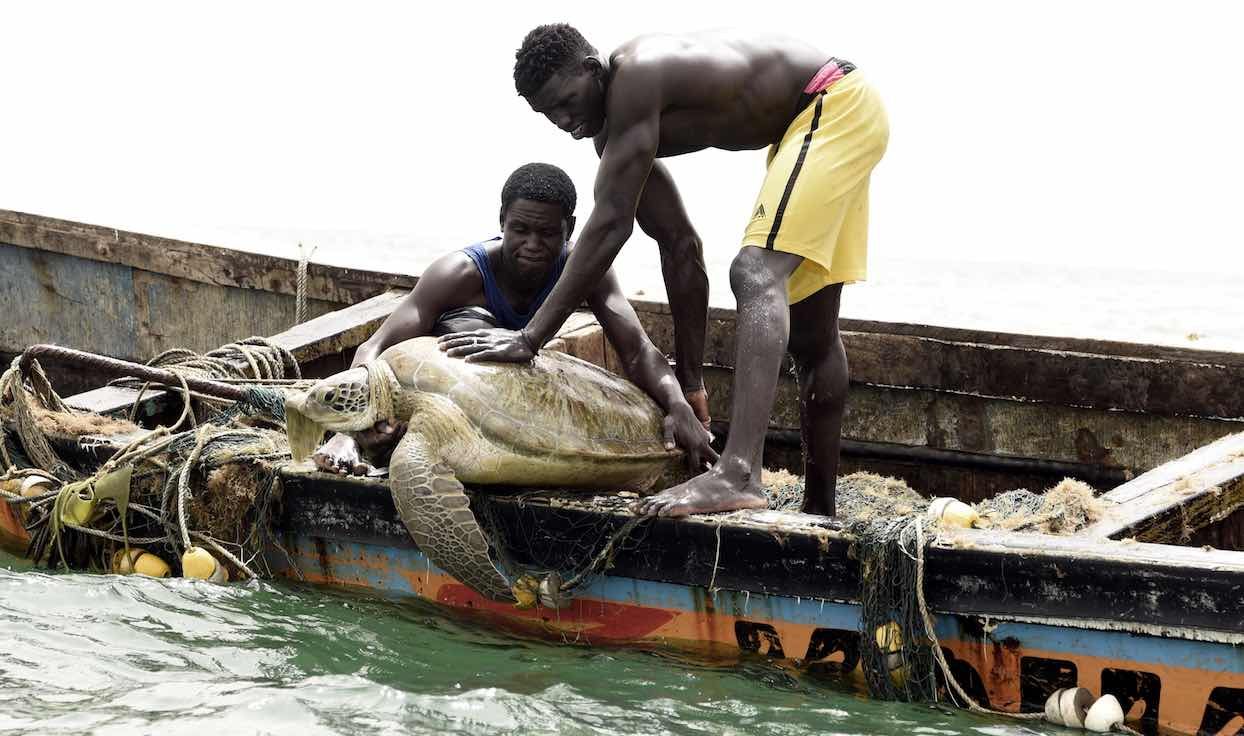 Sénégal : d&rsquo;anciens mangeurs de tortues veillent désormais à leur sauvegarde