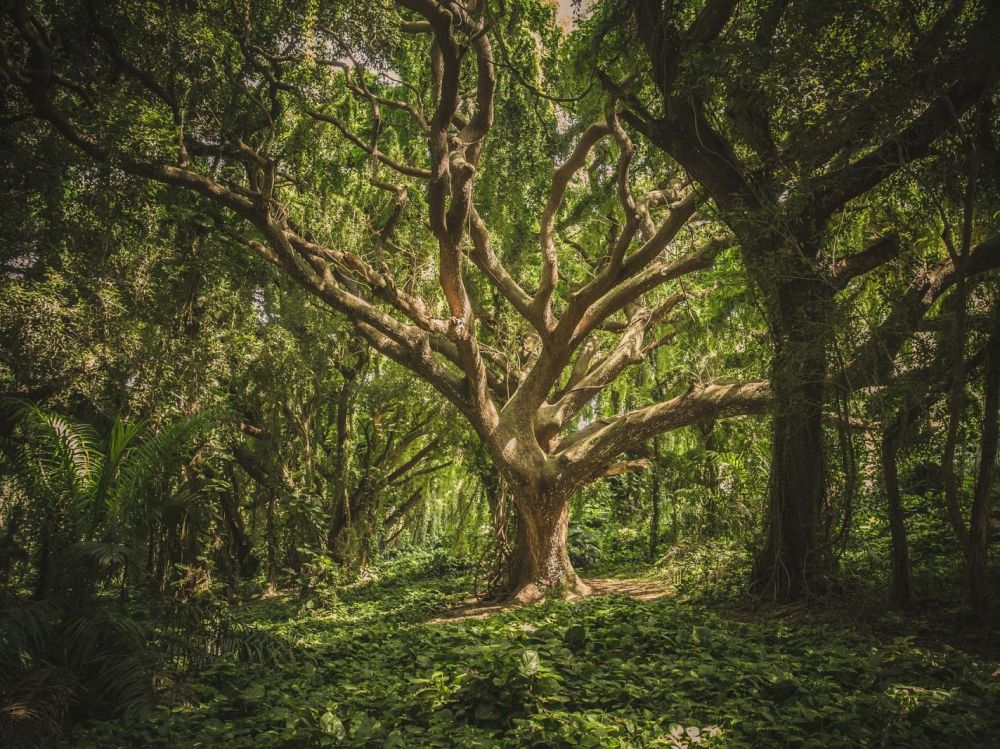 L’excès de CO2 dans l’atmosphère fait mourir les arbres prématurément