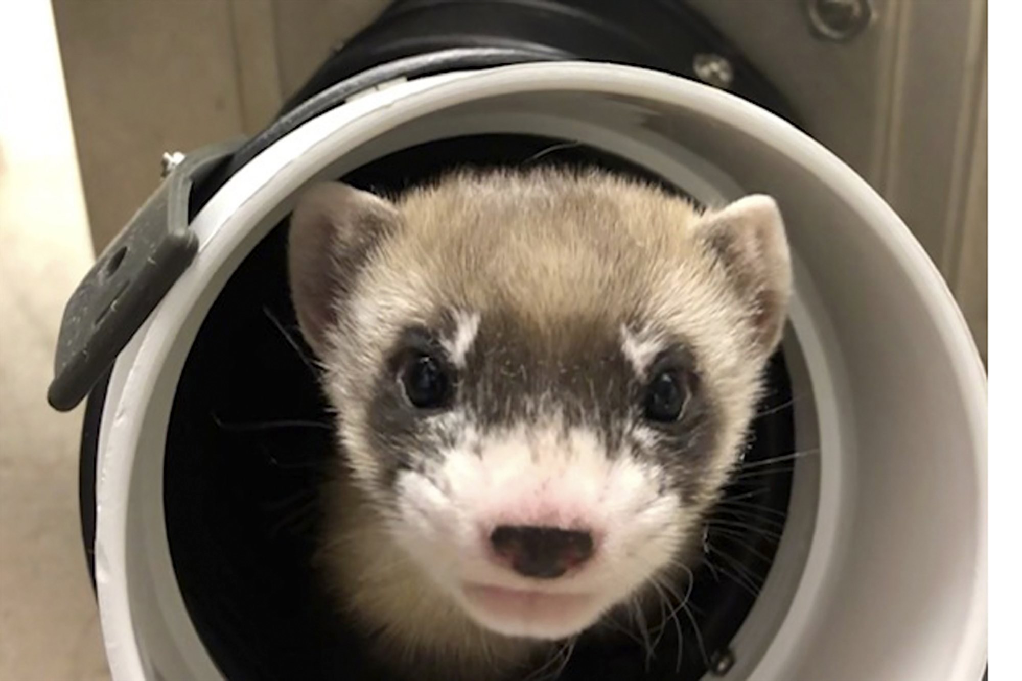 Scientists clone the first U.S. endangered species
