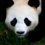 La Chine retire le panda de sa liste d’animaux en voie d’extinction