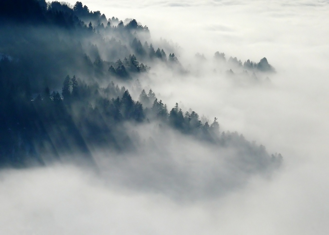 L’accroissement des forêts pourrait tempérer le climat en favorisant les nuages bas