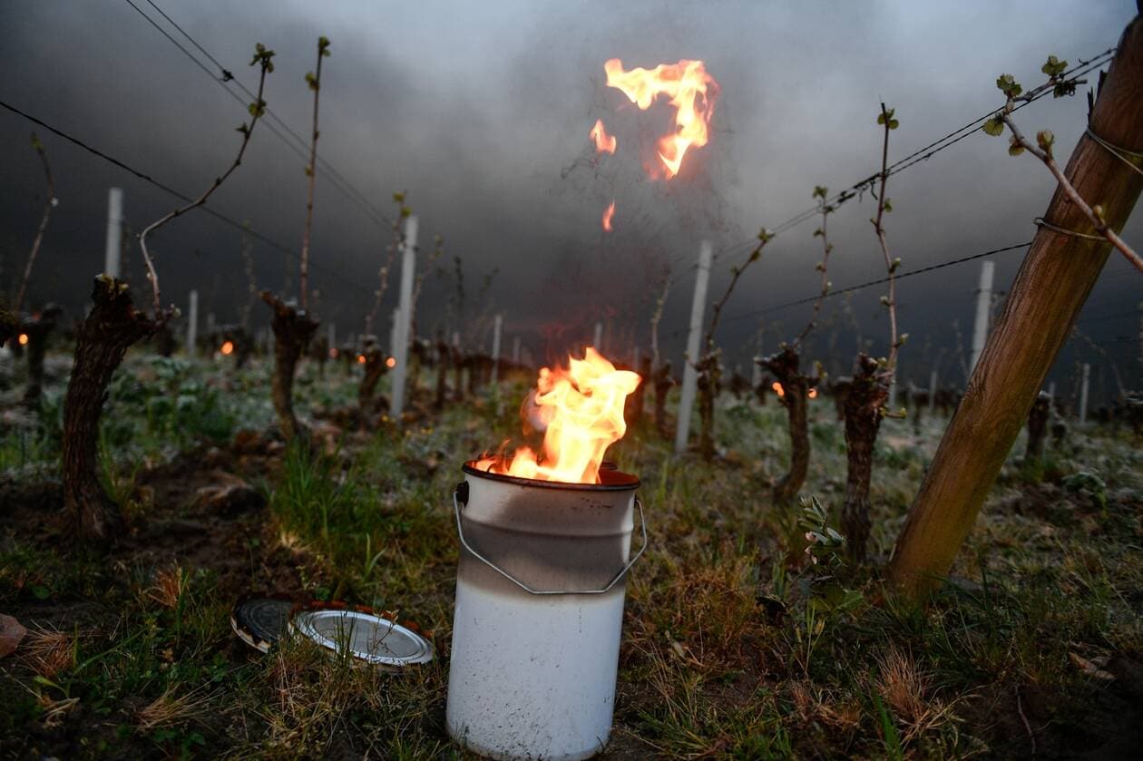 France. La production de vin en chute libre en 2021, du jamais vu depuis la guerre