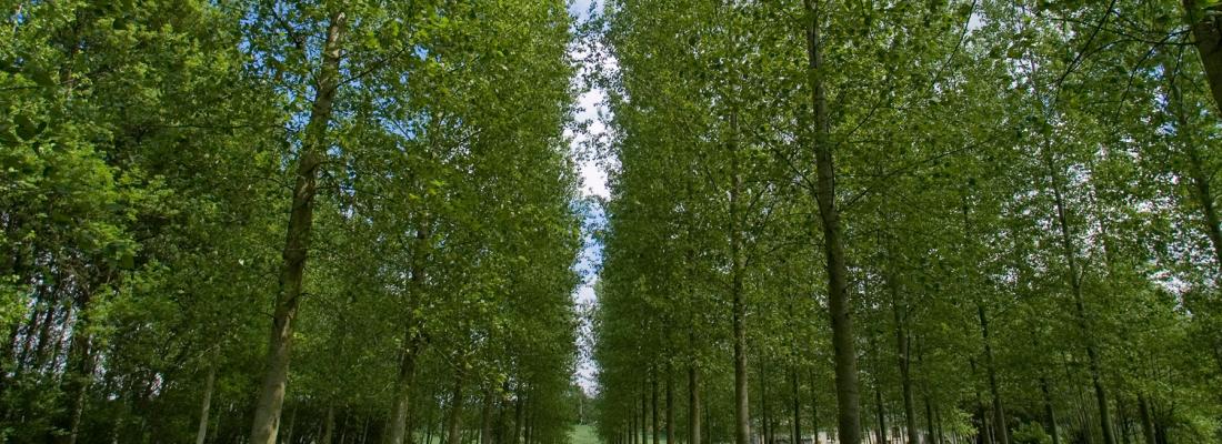 L’épigénétique, un nouveau levier pour améliorer la tolérance à la sécheresse des arbres