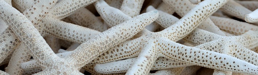 Un processus combinant séchage et méthanisation pour éliminer les étoiles de mer