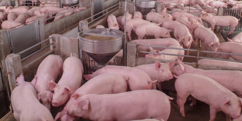 « Ils coupent les queues à vif » : L214 dévoile un témoignage face caméra et des images choc dans un élevage de porcs