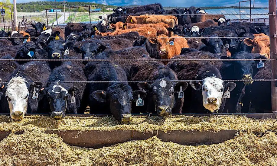 Les émissions de la production alimentaire représentent plus d’un tiers du total mondial