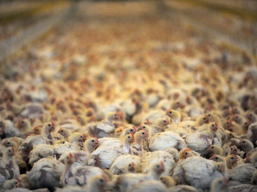 Changement de cap pour la politique agricole allemande : vers la fin de l’élevage intensif ?