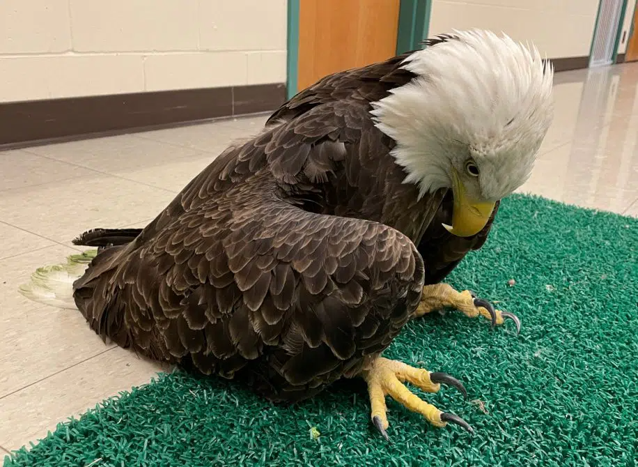 Près de la moitié des aigles et pygargues empoisonnés au plomb aux États-Unis