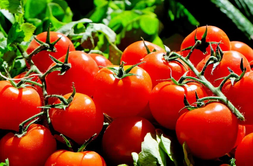 Des panneaux solaires « dopés » au pigment de tomate pour un meilleur rendement