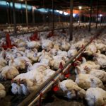 Les cris de détresse des poulets détectés par une intelligence artificielle