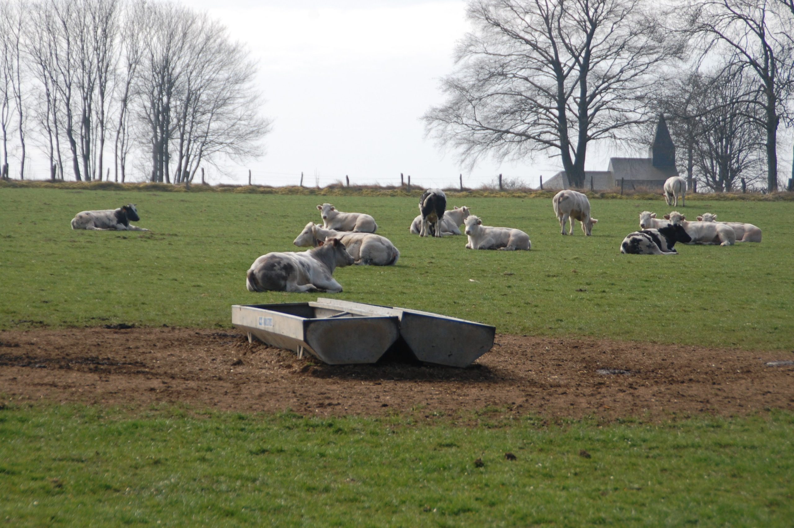 Combien de litres d’eau faut-il pour produire 1Kg de viande ?