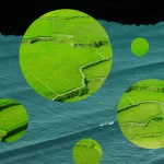 This Startup Wants to Grow Rice in the Ocean