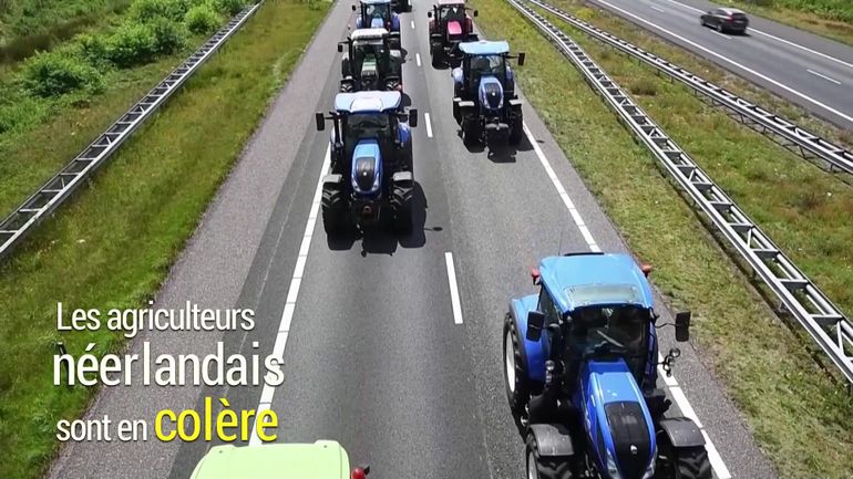 Plan « Azote » aux Pays-Bas : pourquoi la colère des agriculteurs néerlandais persiste