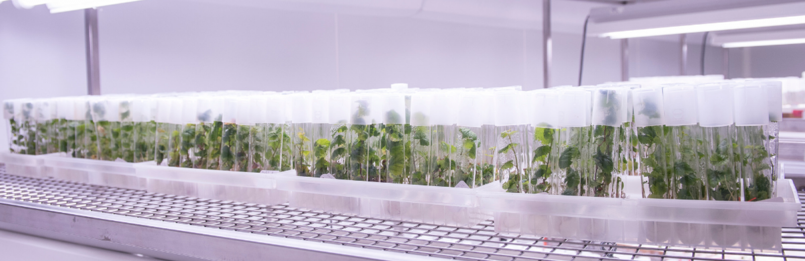 La banque de gènes nationale, gardienne de la biodiversité de demain