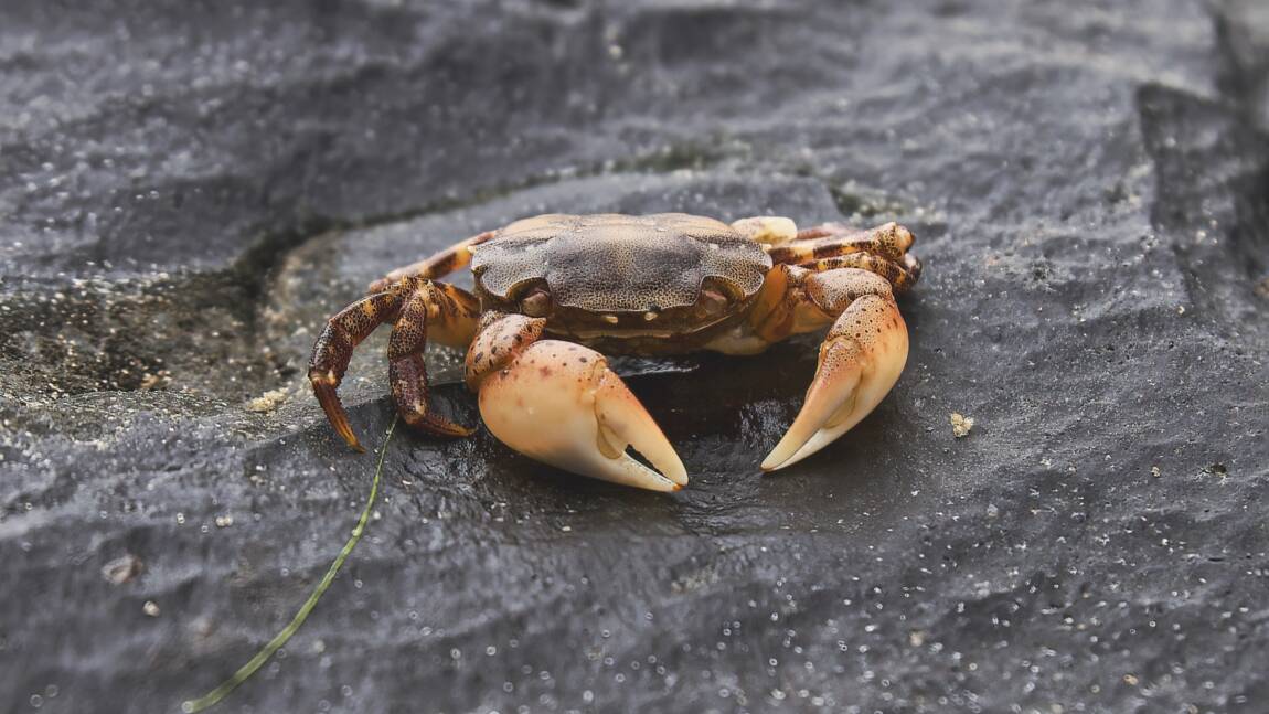 Des carapaces de crabe pour fabriquer des batteries renouvelables ?