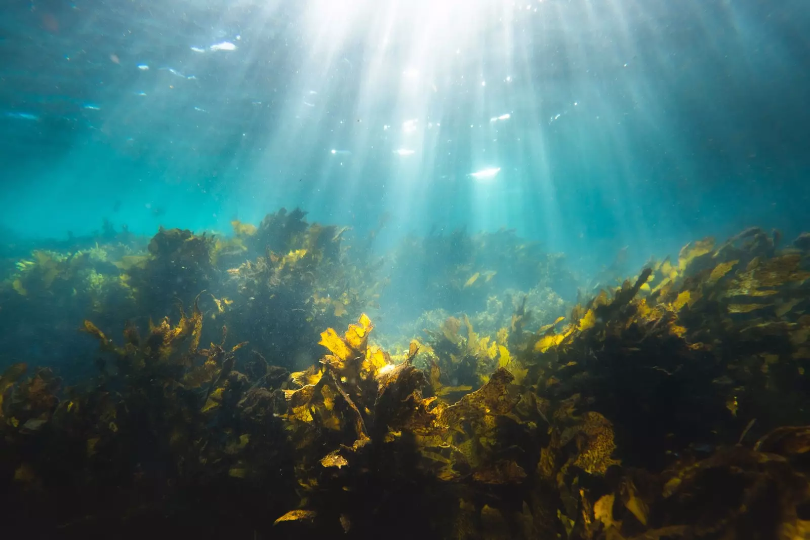 This UK start-up has launched a seaweed farm to tackle climate change