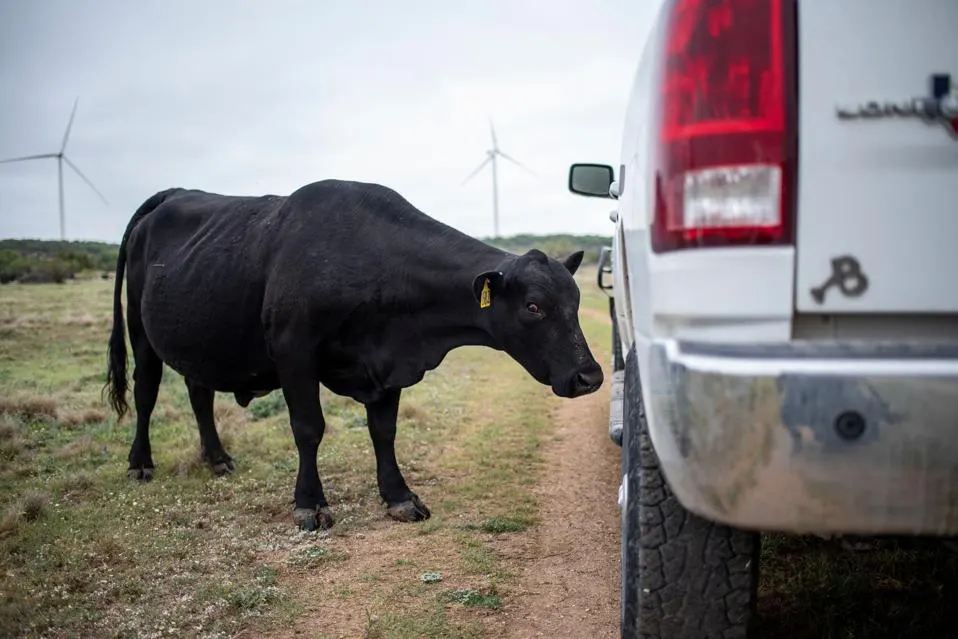 Batteries And Renewables Are Saving Texas During The Heat Wave