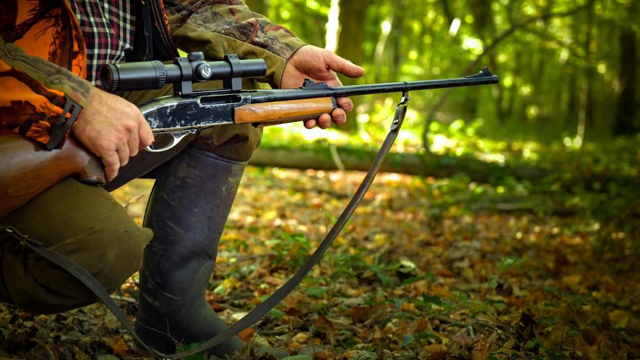 Ardennes: plus de 150 sangliers tués en une battue, un chasseur dénonce un «carnage»