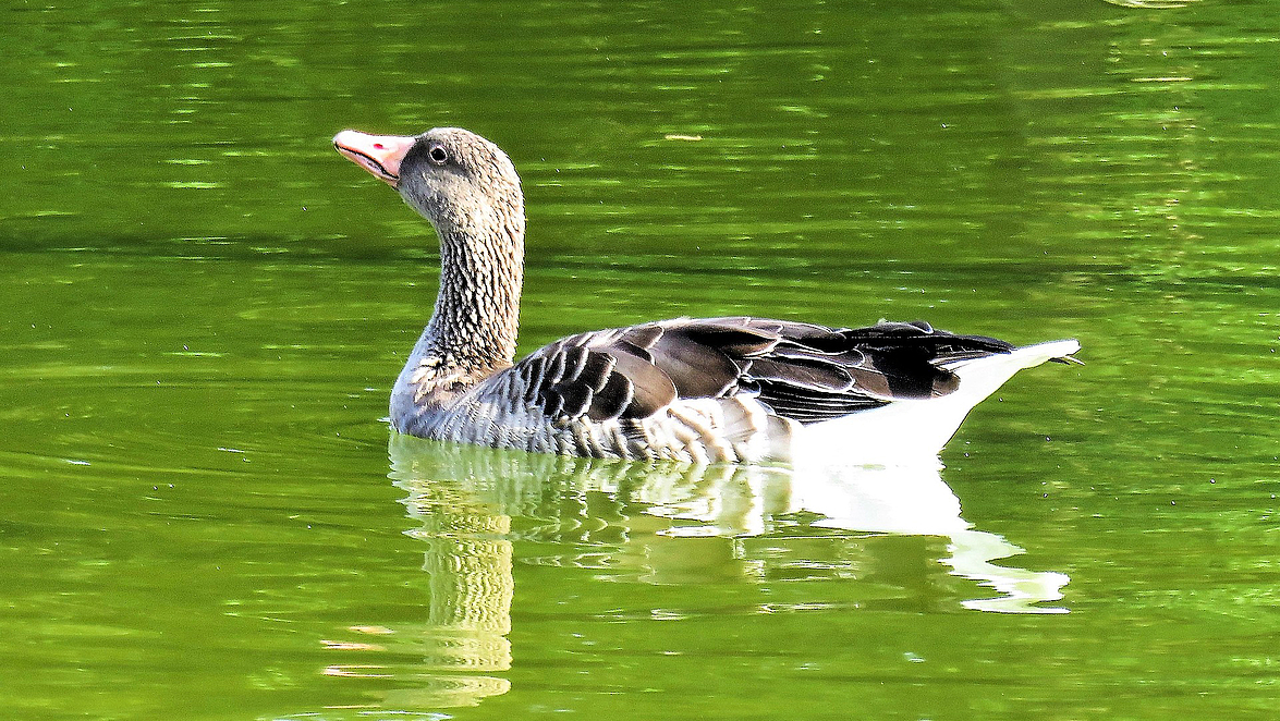 L’Europe épingle la France pour ses méthodes de chasse contre les oiseaux !