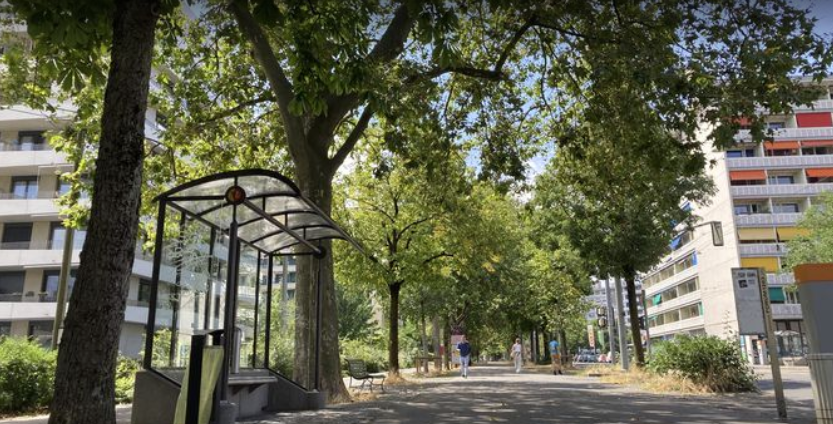 Les arbres n&rsquo;ont pas tous un effet positif sur la qualité de l&rsquo;air en ville