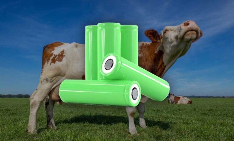 Des « poils de vache » pour créer des batteries au lithium deux fois plus puissantes et plus durables