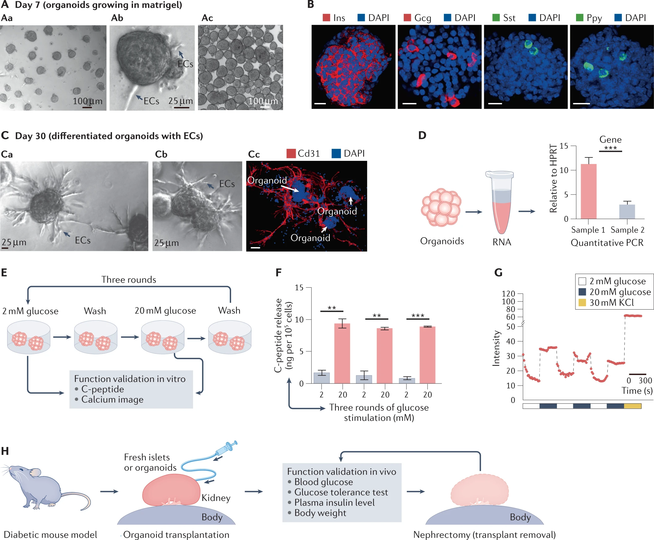 Organoids