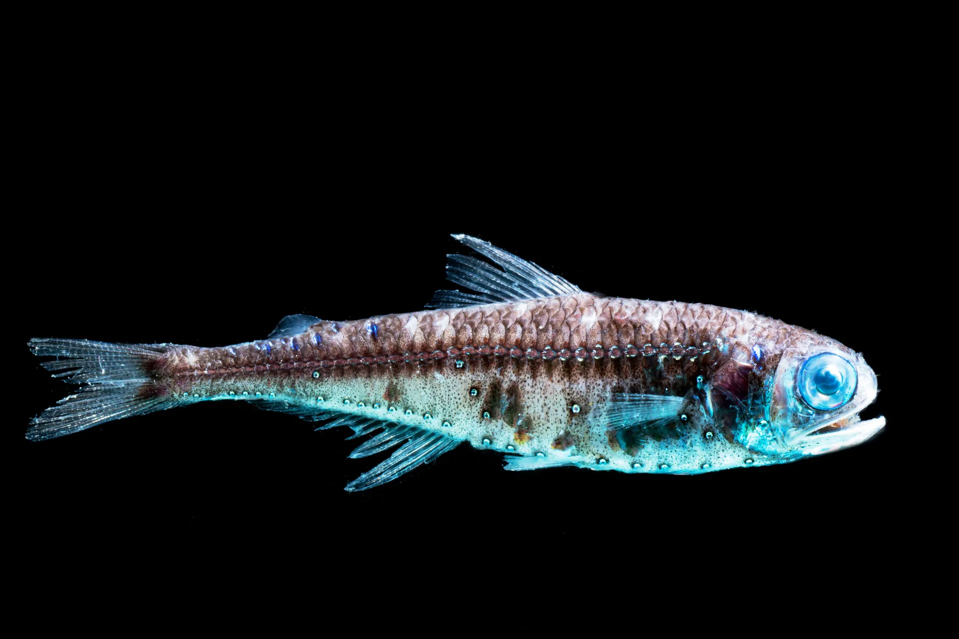 All the Fish We Cannot See : The Biological Carbon Pump