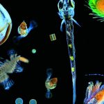 L&rsquo;OCÉAN, RÉGULATEUR DU CLIMAT ET FOYER DE LA BIODIVERSITÉ