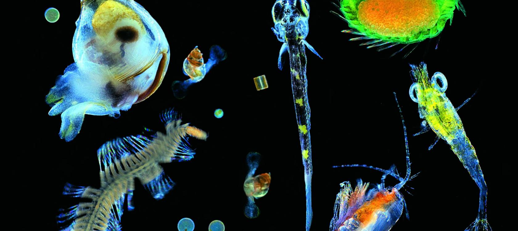 L&rsquo;OCÉAN, RÉGULATEUR DU CLIMAT ET FOYER DE LA BIODIVERSITÉ