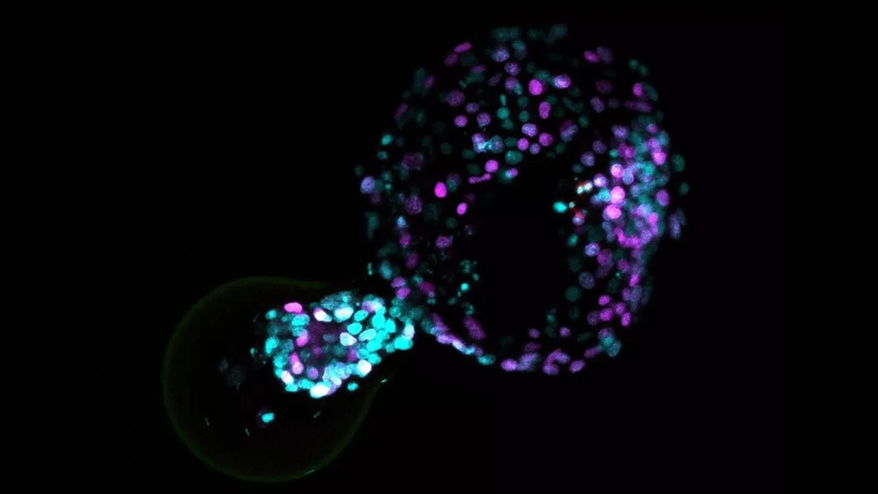 Cellules souches : la peur des chimères