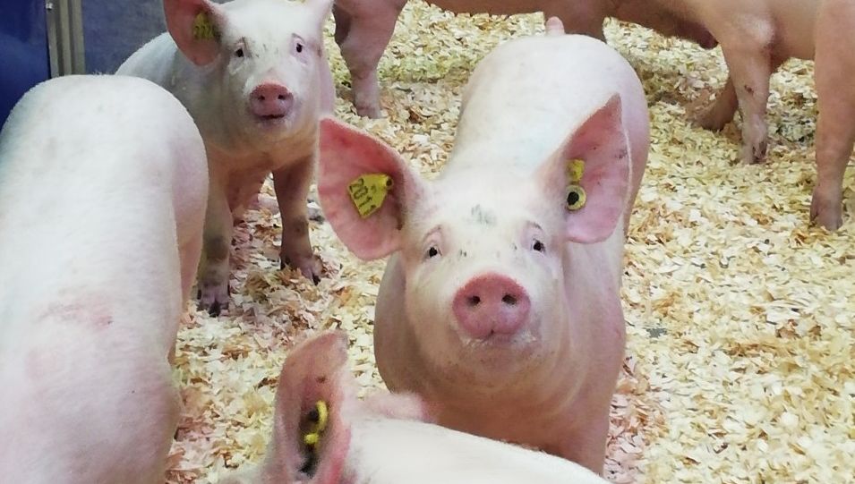 PHOTOS – 2.000 cochons prennent l&rsquo;avion pour la Chine depuis Brest