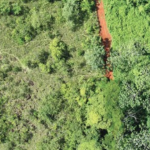 Au Costa Rica, une forêt reprend vie en 15 ans grâce à des pelures d&rsquo;orange
