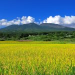 High-yield Rice Emits up to 70% Less Methane