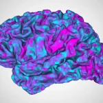 AI &lsquo;brain decoder&rsquo; can read a person&rsquo;s thoughts with just a quick brain scan and almost no training