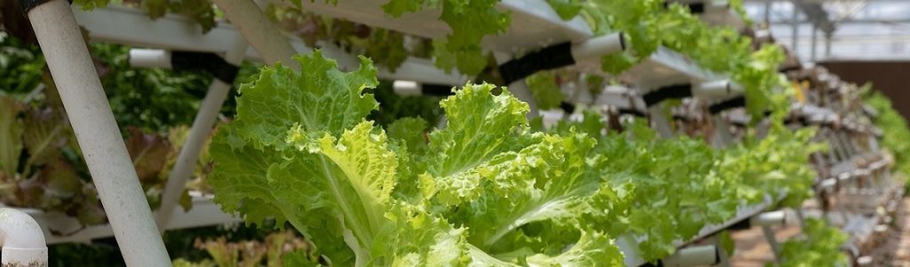 Des capteurs en papier pour la chaîne alimentaire