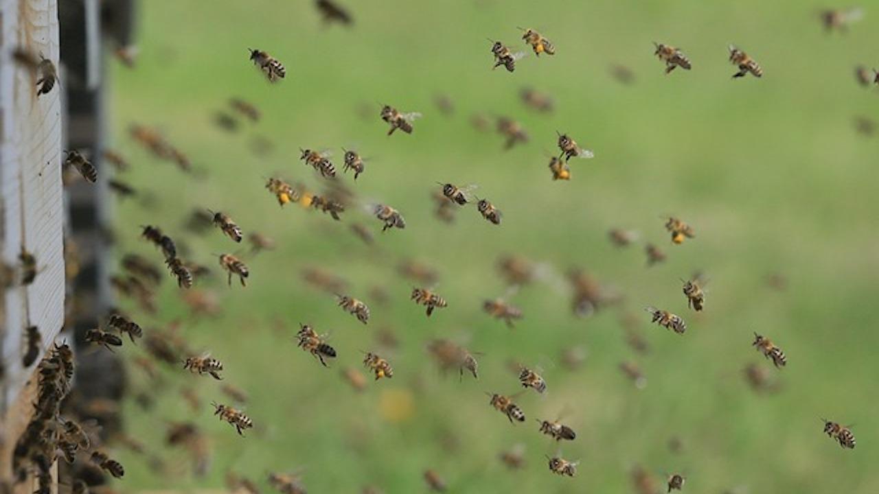 Hécatombe chez les abeilles
