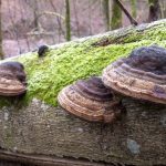 Les champignons, matériaux du futur pour remplacer les plastiques ?