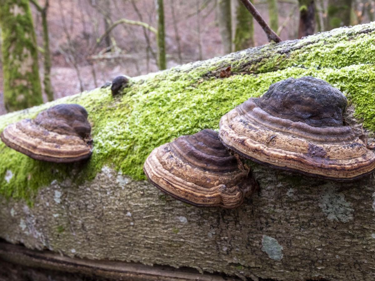 Les champignons, matériaux du futur pour remplacer les plastiques ?